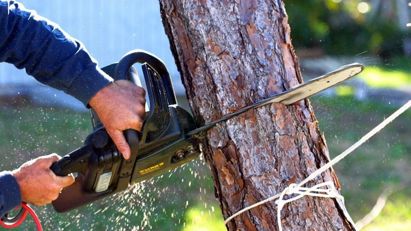 Person using a chainsaw to cut a tree trunk, showcasing tree removal services relevant to Volusia Bobcat & Tree Service.